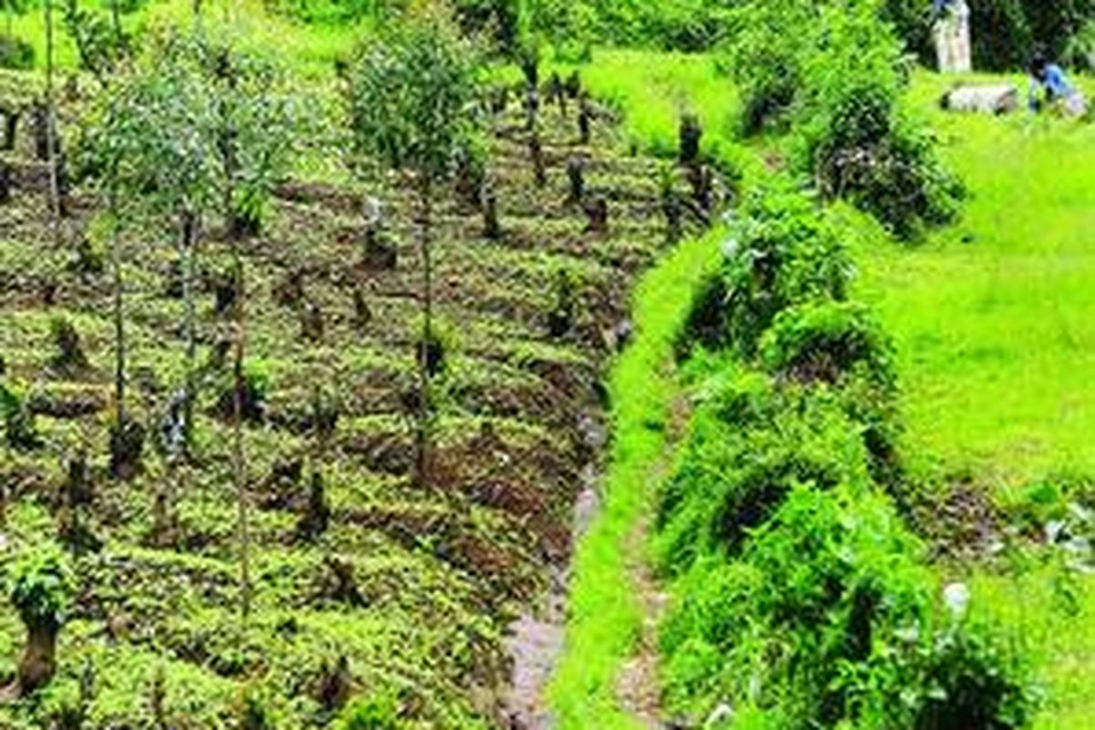 Sejumlah warga mencari rumput di sekitar lahan yang masih menyisakan bekas pemangkasan pohon kina di lahan Perkebunan Kina, Kertasari, Bandung, Jawa Barat, awal Maret. Keberlangsungan lahan perkebunan warisan Priangan Stelsel ini mengambang.