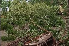 Hujan Deras Disertai Angin Kencang, 7 Rumah di Ngawi Rusak dan Tertimpa Pohon