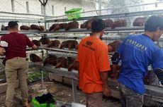 Bersiap Jadi Pebisnis, Warga Binaan di LP Malang Belajar Ternak Ayam