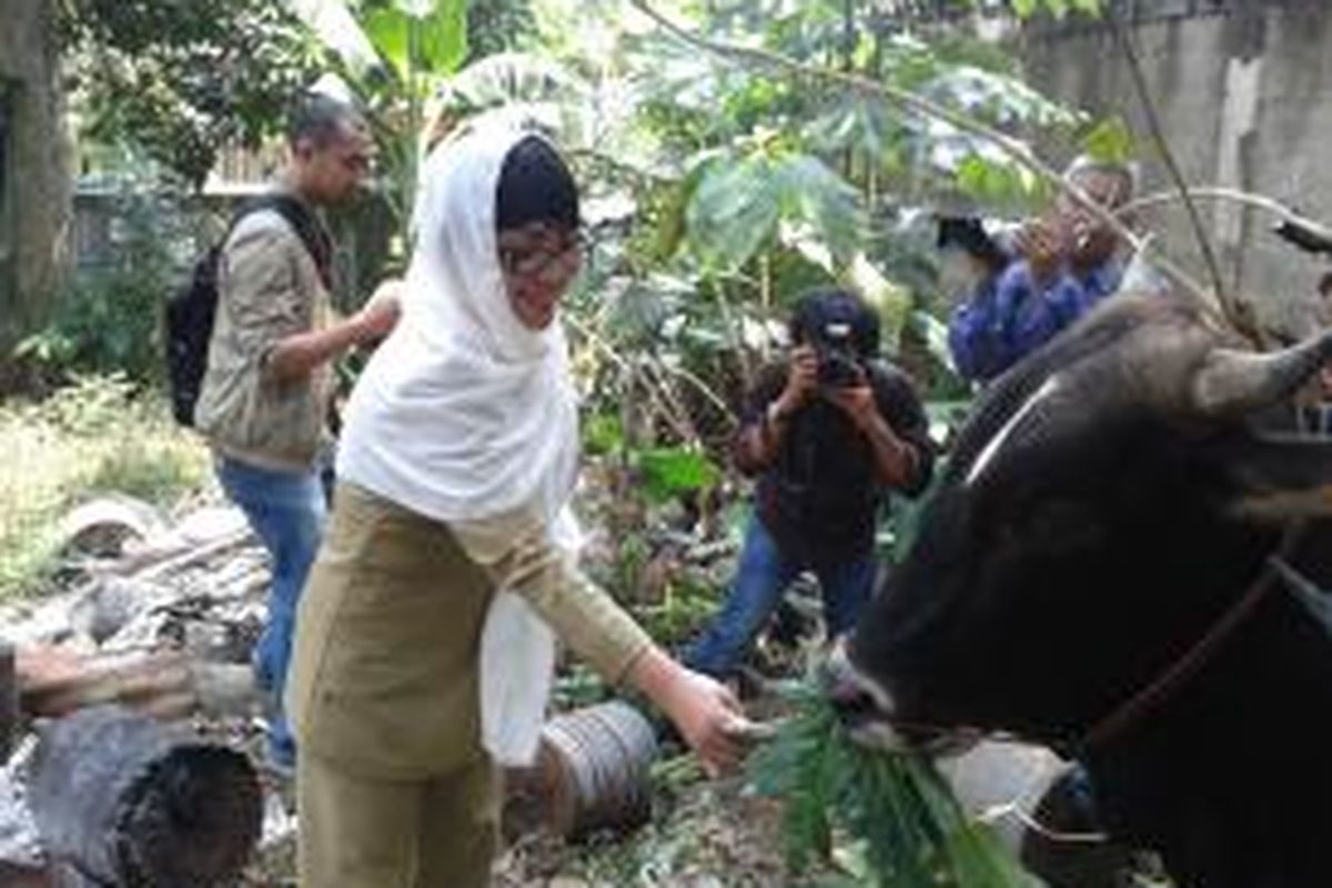 Lurah Lenteng Agung Susan Jasmine Zulkifli memberi makan sapi yang akan dikurbankan dan dagingnya dibagi-bagikan kepada warga Lenteng Agung, Jakarta Selatan, Rabu (16/10/2013).