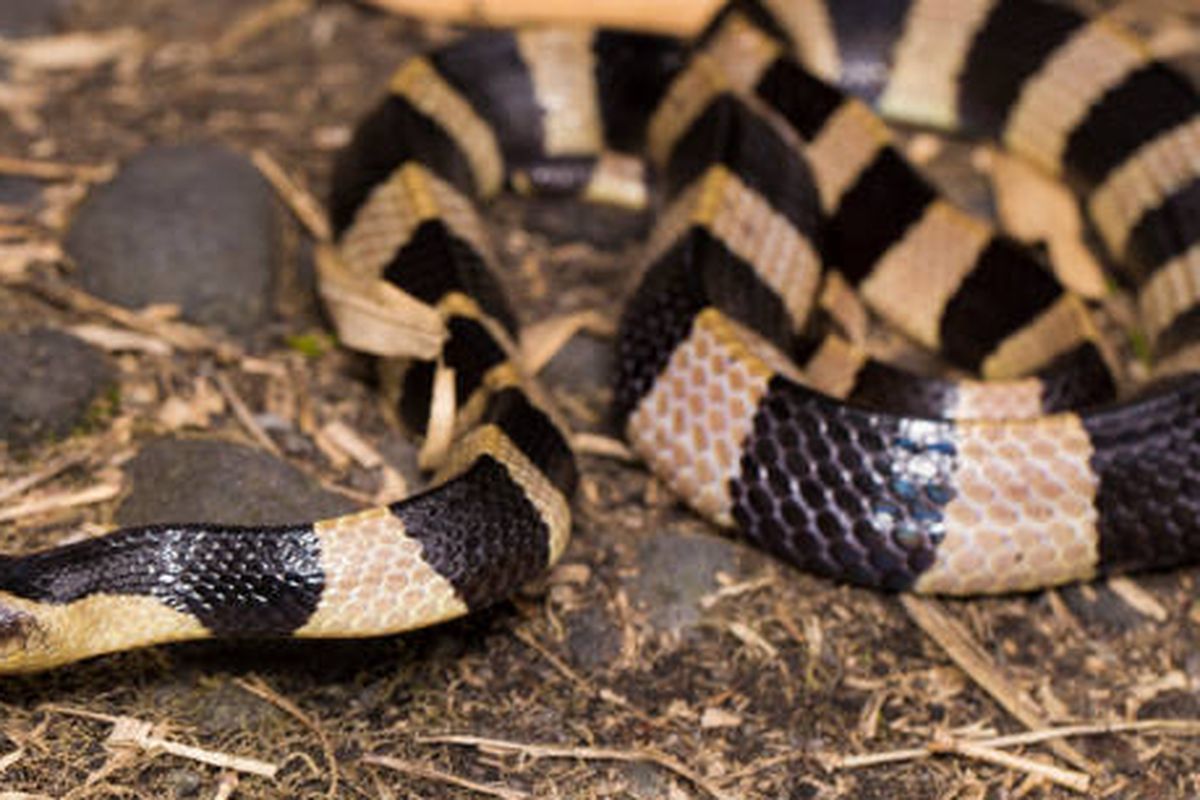 ilustrasi ular paling mematikan di dunia