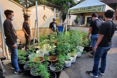 Tanam Ganja Hidroponik, Warga Brebes Ditangkap Polres Jakarta Barat