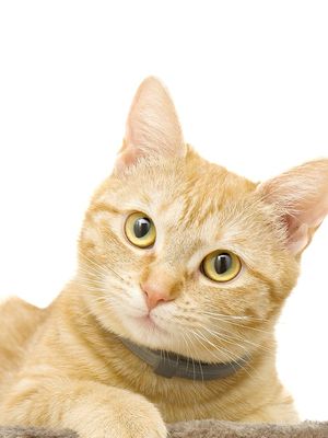 Panduan Mengetahui Perbandingan Umur Kucing Dan Manusia Halaman All Kompas Com