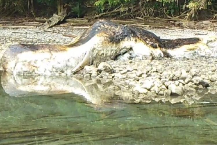 Bangkai seekor paus terdampar di pesisir pantai Dusun Wasu, Desa Ulath, Kecamatan Saparua, Kabupaten Maluku Tengah, Rabu (24/7/2019) Foto Kapolres Saparua, AKP Rony Ferdi Manwan