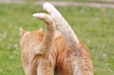 Mengapa Kucing Mengendus Pantat Satu Sama Lain?