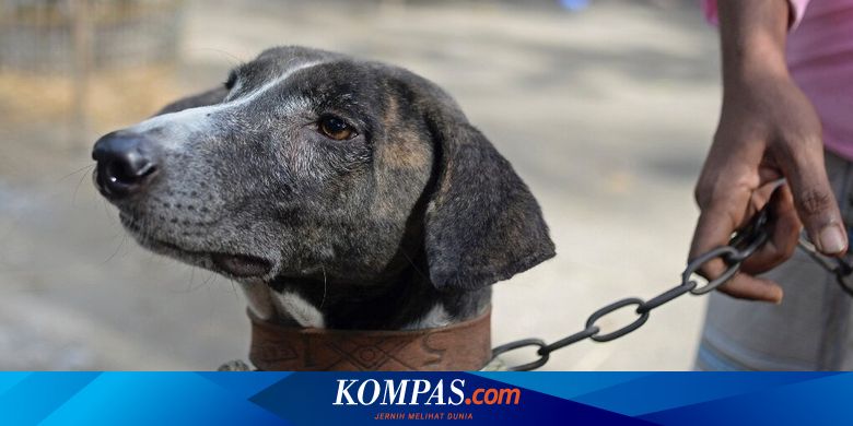 Spesies Anjing Lokal Bangladesh Ini di Ambang Kepunahan