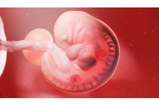 Mengenal Proses Pertumbuhan Zigot hingga Menjadi Embrio