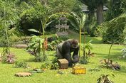 Momen Gorila Komu Malu Makan Tumpeng Buah Ulang Tahunnya di Ragunan
