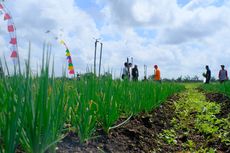 Belajar Bertani Tanpa Bakar Lahan Gambut dari Masyarakat Sumatera Selatan