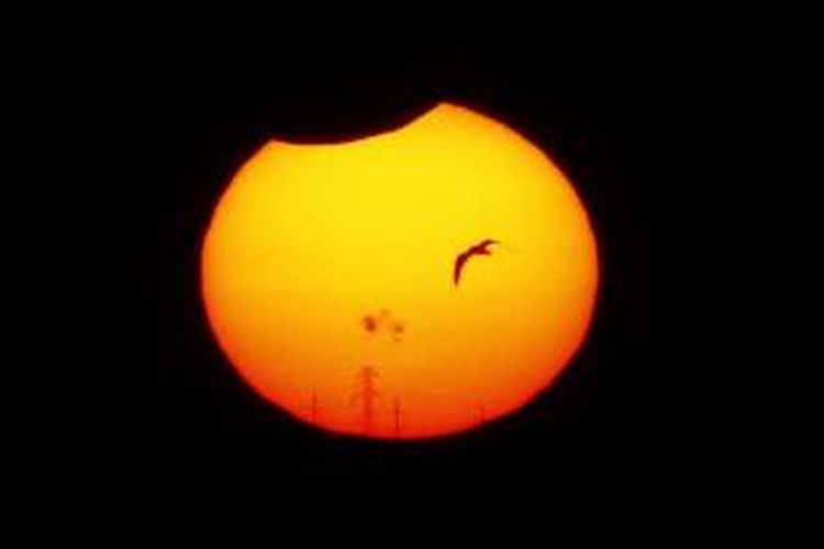 Seekor burung terbang dengan latar belakang gerhana matahari parsial di Danau Hefner, Oklahoma City, 23 Oktober 2014.