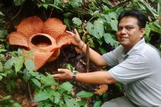 Bunga Rafflesia Kembali Mekar di Bengkulu