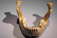 Homo Heidelbergensis, Manusia Raksasa dari Jerman