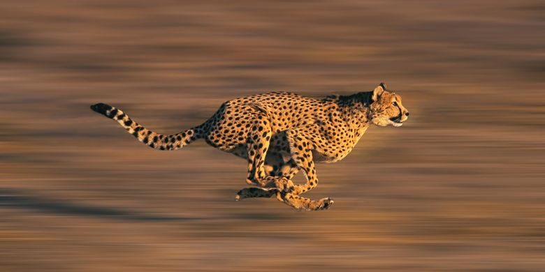 Declared extinct 70 years ago, cheetahs are now returning to India