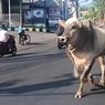 Hendak Dikurbankan, Seekor Sapi Malah Berlarian di Jalan Raya Semarang