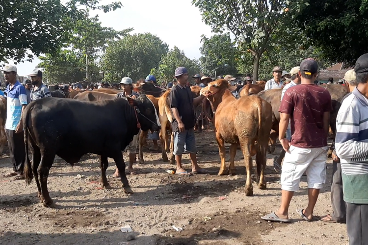 Aktivitas jual beli sapi di Pasar Baru Lumajang sebelum wabah PMK menyebar
