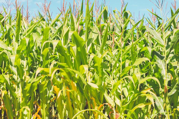 Ilustrasi tanaman jagung.