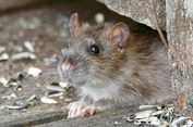 AI Punya Misi Tak Biasa, Dipakai Memburu Tikus yang Berkeliaran