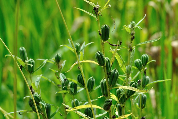 Ilustrasi tanaman wijen