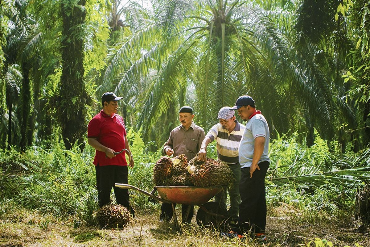 Petani Sawit Swadaya Sinar Mas Agribusiness and Food (Foto diambil sebelum pandemic Covid-19)