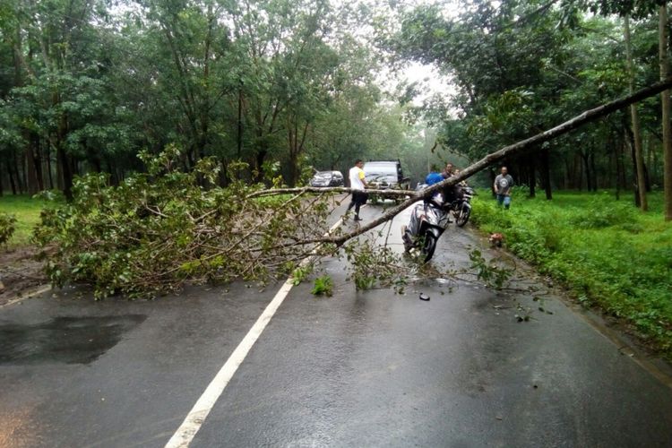 Pohon tumbang menewaskan seorang pengendara ?di kawasan hutan karet, Jalan Raya Jepara-Keling KM 28, tepatnya di Desa Kaligarang, Kecamatan Keling, Jepara, Jateng, Rabu (24/1/2017).