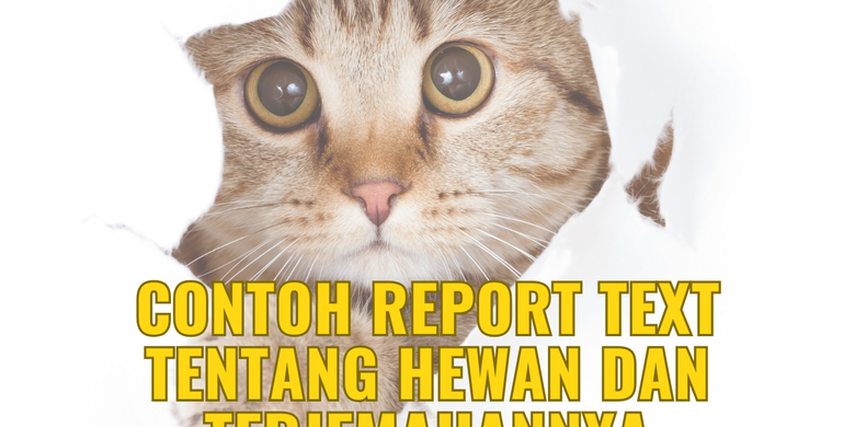 Contoh Report Text Tentang Hewan Dan Terjemahannya