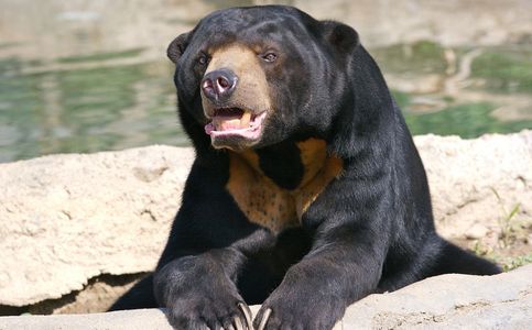 Animals Gone Wild: Sun Bears Kills Livestock in Indonesia's Lampung Province
