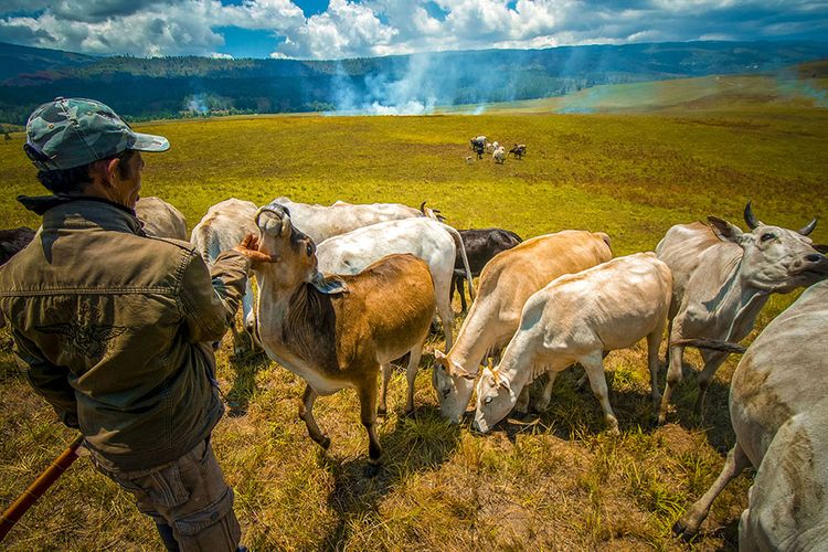 Foto dirilis Sabtu (2/11/2019), memperlihatkan seorang penggembala mendekati hewan ternaknya di peternakan leluhur di Desa Winowanga, Lore Timur, Poso, Sulawesi Tengah. Meski dilepasliarkan, namun setiap penggembala dapat mendekati ternak itu dengan meneriakkan kata Bure berulang-ulang dan sapi-sapi itu berlari dari balik bukit.