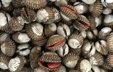 Ilustrasi kerang darah di Aiting Seafood.