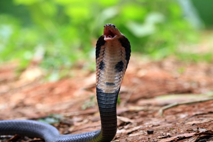 Ilustrasi ular kobra