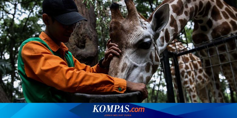 22 000 Pekerja Kebun Binatang Seluruh Indonesia Terancam Kehilangan Pendapatan Halaman All Kompas Com