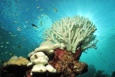 Melestarikan Ekosistem Laut dan Pesisir, COREMAP-CTI Jadi Program Pemerintah