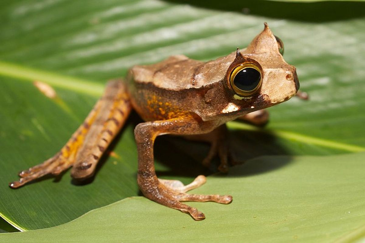 Katak berkantung bertanduk