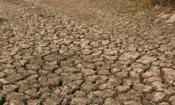 Sawah di Karawang Terancam Puso, Kementan Gerak Cepat Lakukan Ini