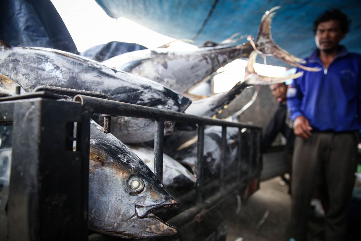 Nelayan melakukan bongkar muat ikan tuna hasil tangkapan di Pelabuhan Muara Baru, Penjaringan, Jakarta Utara, Selasa (4/12/2018). Volume ekspor tuna Indonesia seperti dikutip dari data Kementerian Kelautan dan Perikanan, mencapai 198.131 ton dengan nilai 659,99 juta dollar AS pada tahun 2017.