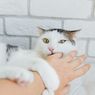 6 Cara Melatih Kucing agar Tidak Menggigit yang Disetujui Dokter Hewan