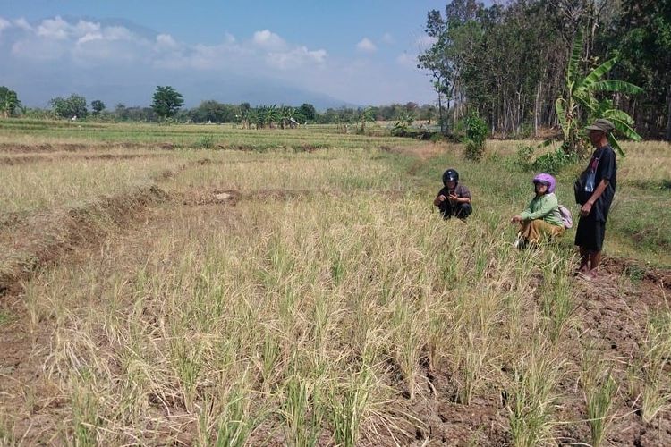 Puluhan hektar tanaman padi siap panen di Kabupaten Ngawi gagal panen karena terdampak musim kemarau. Dari 26 hektar tanaman padi yang gagal panen hanya 7 hektar yang mengikuti asuransi. Mereka akan mendapatkan asuransi sebesar Rp 6 juta perhektar.