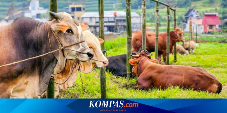 Program Sapi Merah Putih Diluncurkan, Bappenas Pastikan Tanpa Uang APBN