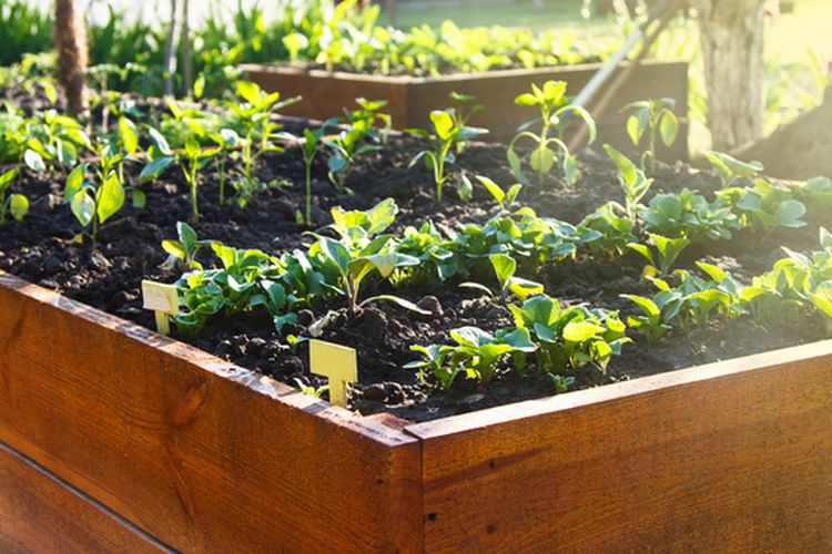 Ilustrasi menanam sayuran dengan metode raised bed. 