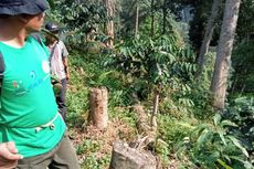 Babat Puluhan Pohon Besar di Hutan Sanggbuana, 4 Petani Dihukum Tanam Pohon