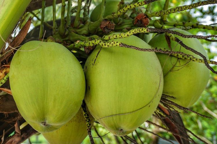 Ilustrasi kelapa, buah kelapa. 