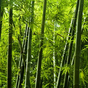 Ilustrasi tanaman bambu.