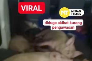 Mobil Bertuliskan SPPG di Nias Dipakai Angkut Babi, Pemilik Mohon Maaf kepada BGN dan Masyarakat