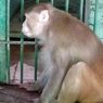 Serang 250 Orang, Monyet Pemabuk Ini Dihukum Penjara Seumur Hidup
