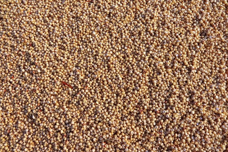 Ilustrasi sorgum. 