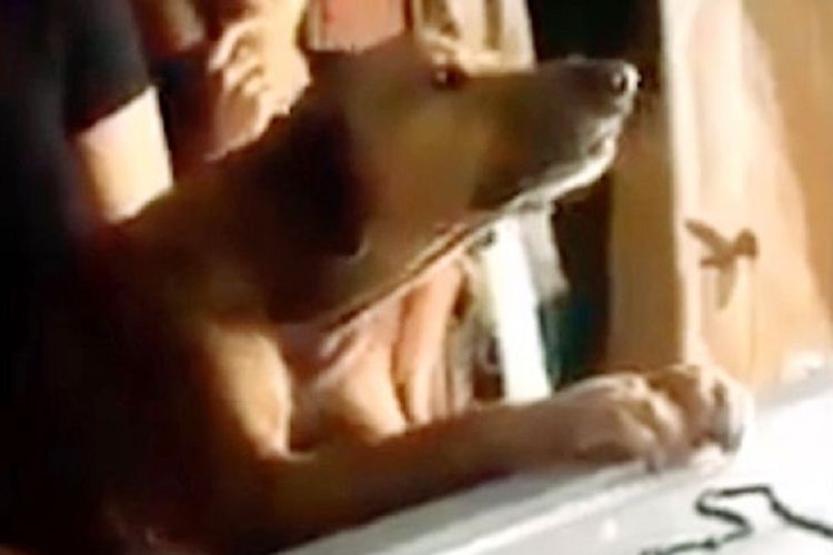Potongan gambar video memperlihatkan seekor anjing yang bergeming ketika hendak dipindahkan dari peti mati majikannya.