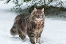 7 Ras Kucing yang Bulunya Tidak Mudah Rontok