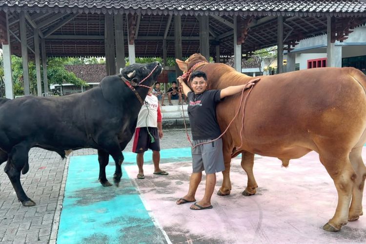 Cerita Tompel Banting Setir dari Konten Kreator Jadi Penjual Hewan Kurban, Pembelinya Anggota DPR