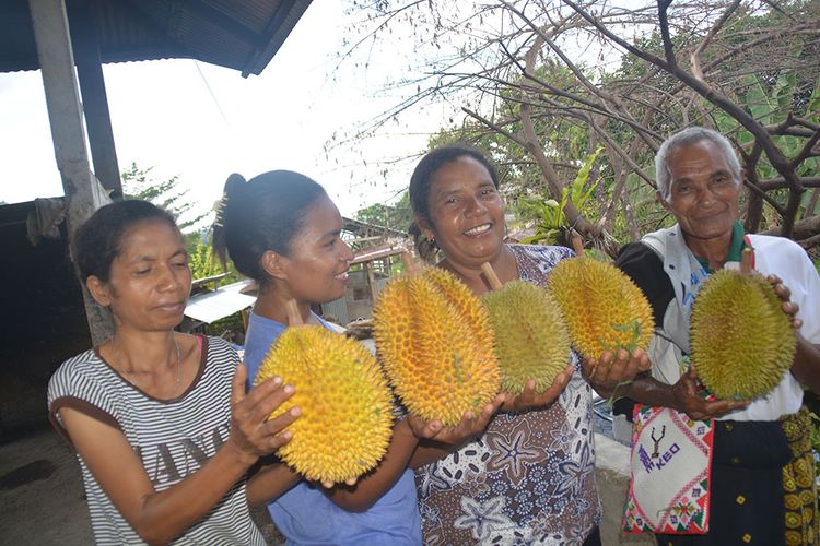 Petani Mauponggo, Kecamatan Mauponggo, Kabupaten Nagekeo, Flores, NTT, Rabu (27/2/2019) menunjukkan buah durian raksasa yang siap dipasarkan di pasar-pasar tradisional di seluruh Pulau Flores. Kecamatan Mauponggo merupakan penghasil buah durian yang terbesar di Propinsi Nusa Tenggara Timur. 