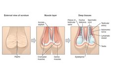 Mekanisme Kerja Skrotum untuk Mempertahankan Suhu Testis