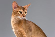 Termasuk Jenis yang Unik, Berikut Sifat dan Karakter Kucing Abyssinian